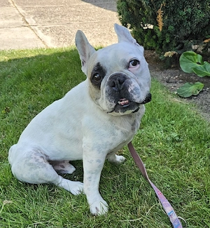 Französische Bulldogge 