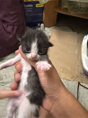 katzen 5 stück verschiedene