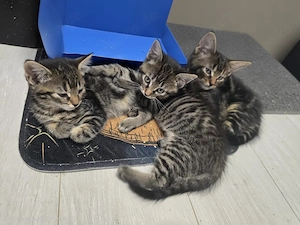    Drei süße Katzenbabys suchen ein liebevolles Zuhause     