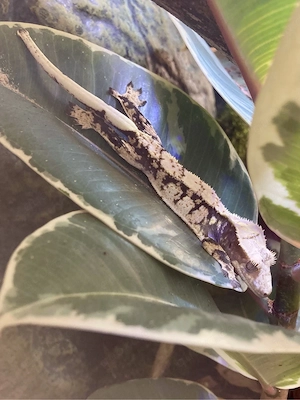 Tierpatenschaft Geckos Kinder, Jugendliche, Erwachsene (kostenlos!) Pflegebeteiligung
