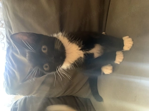 4 kitten suchen noch ein Zuhause 