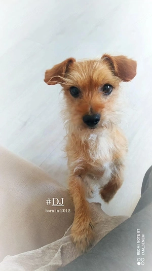 Deejay  14 Jahre alter Rauhaardackel -Mix 