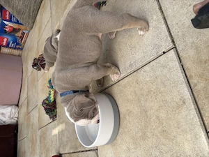 Bulldoggen Welpen