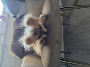 Pomeranian hund