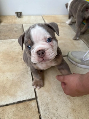 Bulldoggen Welpen