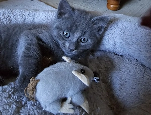 Süße Kätzchen zur verkaufen, selbstständig, entwurmt zum 20 .7.26 .Mama ist Rasse Katze russisch bla