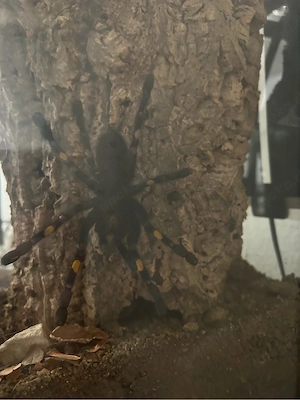 Blaue Orgament Vogelspinne