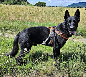 Jack sucht eine liebe Familie 