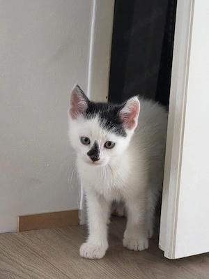 babykatze kitten weiss katze katzenbaby Kätzchen