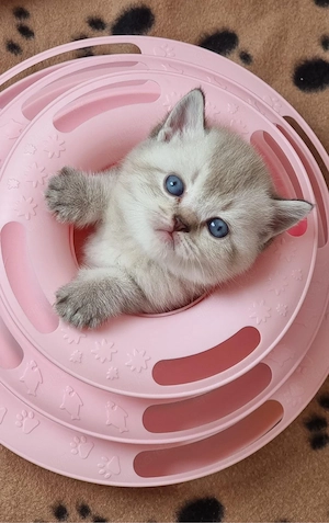 Wunderschöne BKH Kitten mit Stammbaum