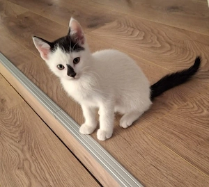 babykatze kitten weiss katze katzenbaby Kätzchen