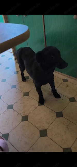 Dackel kroatischer Schäferhund Mix Hündin 2j 8kg 35cm SCHEU  Bild 7