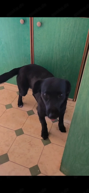 Dackel kroatischer Schäferhund Mix Hündin 2j 8kg 35cm SCHEU  Bild 5