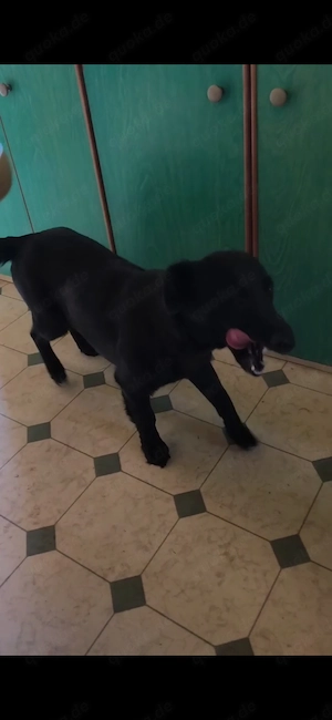 Dackel kroatischer Schäferhund Mix Hündin 2j 8kg 35cm SCHEU  Bild 6
