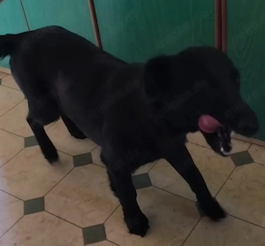 Dackel kroatischer Schäferhund Mix Hündin 2j 8kg 35cm SCHEU  Bild 3
