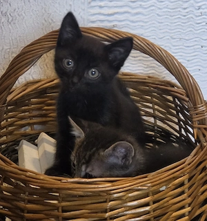 2 Kurzhaar Mix Kitten Kater abzugeben
