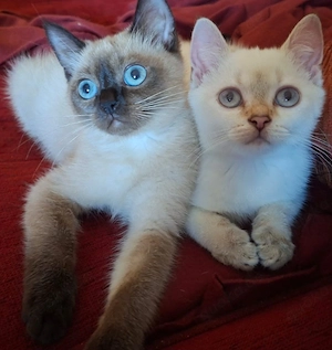 Süße BKH Kitten suchen liebevolles Zuhause 