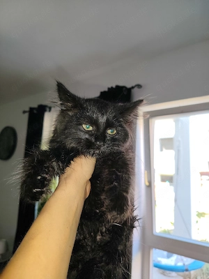 Kitten in liebevolle Hände abzugeben