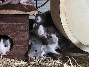 Ratten Böcke suchen ihren Lebensplatz