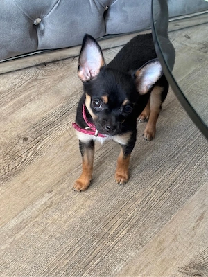 reinrassiege chihuahua welpen abzugeben 