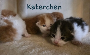 Maine Coon Kitten 