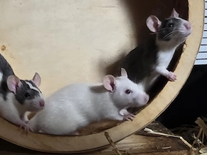 Ratten Mädels suchen ihren Lebensplatz