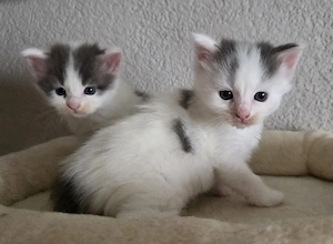 Maine Coon Kitten 