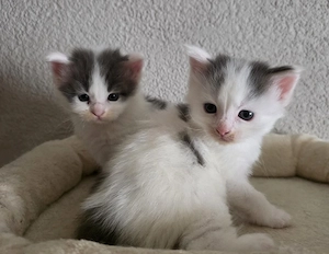 Maine Coon Kitten 