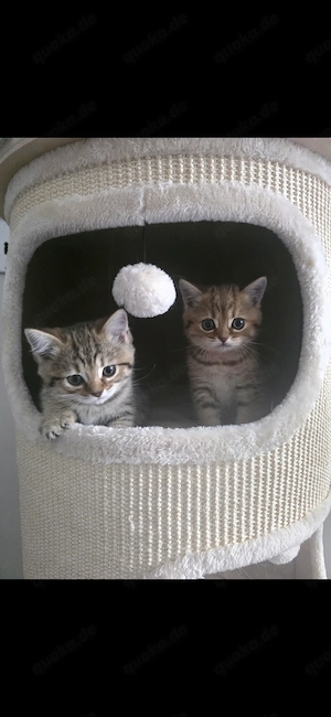 süße verspielte BKH Kitten