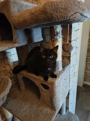 Mia sucht ein neues Zuhause für immer