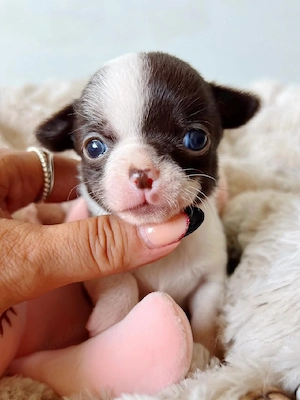 Bezaubernde Chihuahua-Welpen suchen ein liebevolles