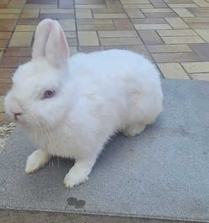 Mehrere Hermelin Kaninchen 