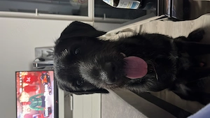 Pascha sucht ein neues Zuhause Sos