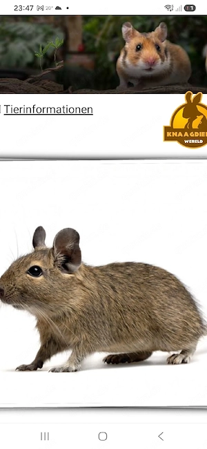 degu brüder