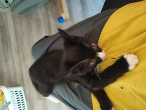Eleganter EKH-Kater im Smoking-Look   extrem niedlich, neugierig & bereit fürs neue Zuhause