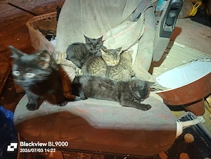 katzenkinder abzugeben