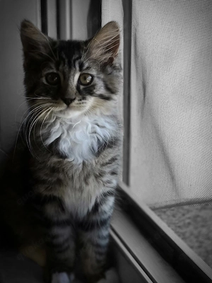 main coon mix kater   