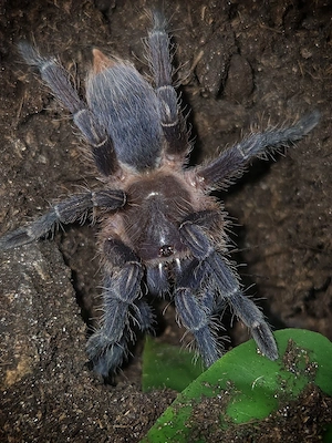 1.0 Aphonopelma seemanni blue 