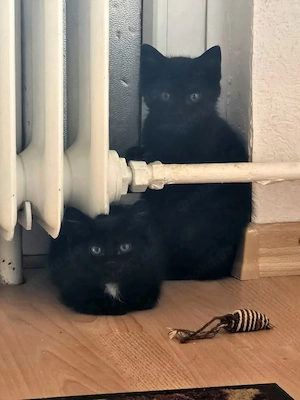 kitten ab sofort abgabebereit