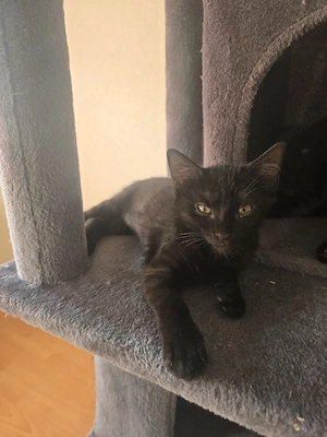 kitten ab sofort abgabebereit
