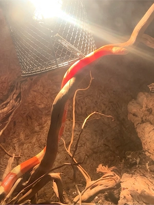 Königsnatter, Lampropeltis triangulum nelsoni