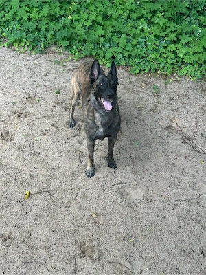 Freundlicher Holländischer Schäferhund