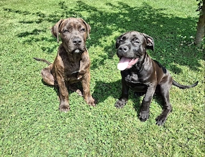 Boerboel - American Bully xl