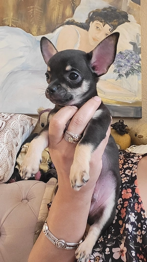 Black Tan Rüde ist Abgabebereit   Bild 7