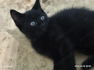 Schone Schwarze Kleine Katze sucht eine neue Familie