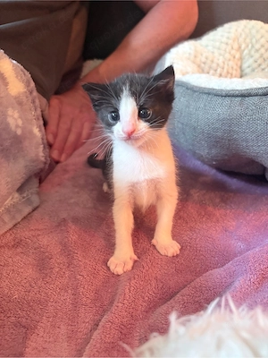 Katzenbabys suchen ihre Familie 