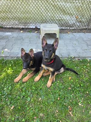 Schäferhund Welpen