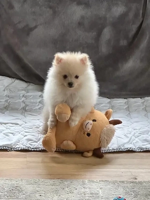 Zwergspitz-Pomeranian welpen