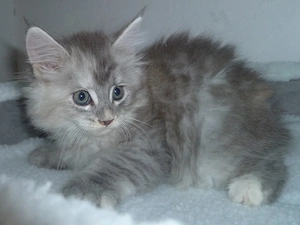 Kitten der Rasse Maine Coon
