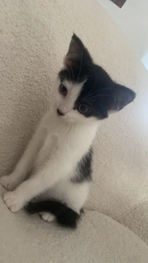 Babykatze sucht liebes Zuhause    Nähe Gera abzuholen 